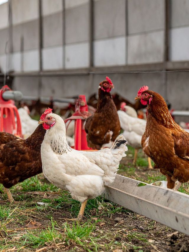 कम पूंजी में लाखों की कमाई! जानें कैसे शुरू करें पोल्ट्री फार्मिंग