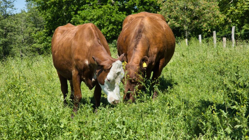 गर्भवती पशु का दूध सीधे पीना सुरक्षित नहीं माना जाता. इसे हमेशा अच्छी तरह उबालकर ही पीना चाहिए. साथ ही स्वच्छता का ध्यान रखने से यह दूध नुकसानदायक नहीं बल्कि पोषण से भरपूर साबित हो सकता है.