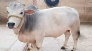 दुनिया की 7 सबसे छोटी गायों की नस्लें.. कम जगह-कम खर्च पर मुनाफा मिलेगा ढेर सारा