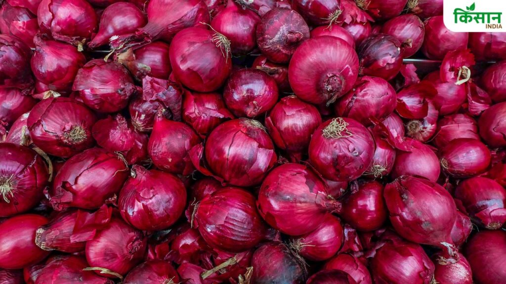 Onion Price fall