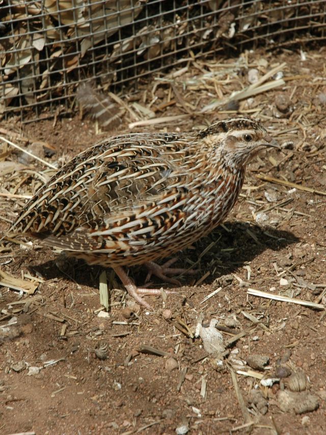 खेती के साथ करें इस पक्षी का पालन, सालभर होगी बंपर कमाई