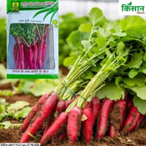 Radish Farming