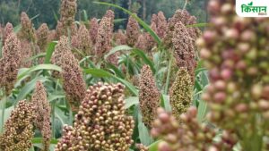 सूखाग्रस्त इलाकों में भी 10 क्विंटल पैदावार देती है रागी की ये किस्म, 100 रुपये कम दाम में खरीदें बीज