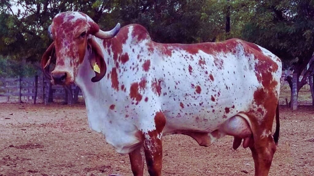 राठी गाय: राठी नस्ल दूध के पालन के लिए आदर्श मानी जाती है. यह प्रतिदिन लगभग 7 से 12 लीटर दूध देती है और गर्म तथा कठोर जलवायु में भी अच्छे से पाली जा सकती है. राठी गाय: राठी नस्ल दूध के पालन के लिए आदर्श मानी जाती है. यह प्रतिदिन लगभग 7 से 12 लीटर दूध देती है और गर्म तथा कठोर जलवायु में भी अच्छे से पाली जा सकती है.