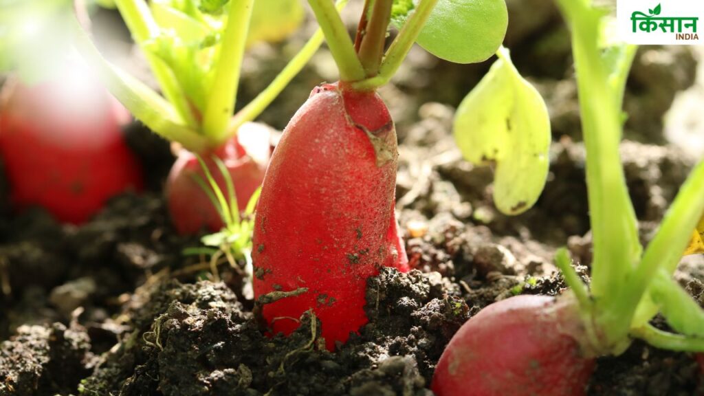 “Easy Radish Farming Guide: Planting Tips for August-September
