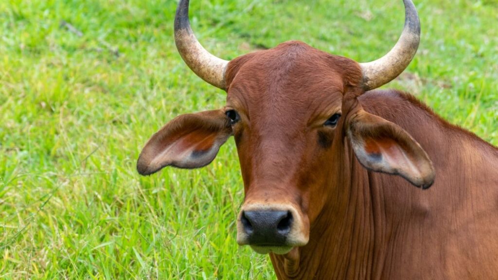 लाल सिंधी गाय: गहरे लाल रंग की यह सुंदर गाय 12 से 20 लीटर तक दूध देने के लिए जानी जाती है. इसका दूध पोषक तत्वों से भरपूर होता है और इसे डेयरी व्यवसाय के लिए खास माना जाता है. लाल सिंधी गाय: गहरे लाल रंग की यह सुंदर गाय 12 से 20 लीटर तक दूध देने के लिए जानी जाती है. इसका दूध पोषक तत्वों से भरपूर होता है और इसे डेयरी व्यवसाय के लिए खास माना जाता है.