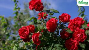 नवंबर में गुलाब की इन किस्मों की कर दें बुवाई, एक हेक्टेयर में होगी 4 लाख रुपये की इनकम
