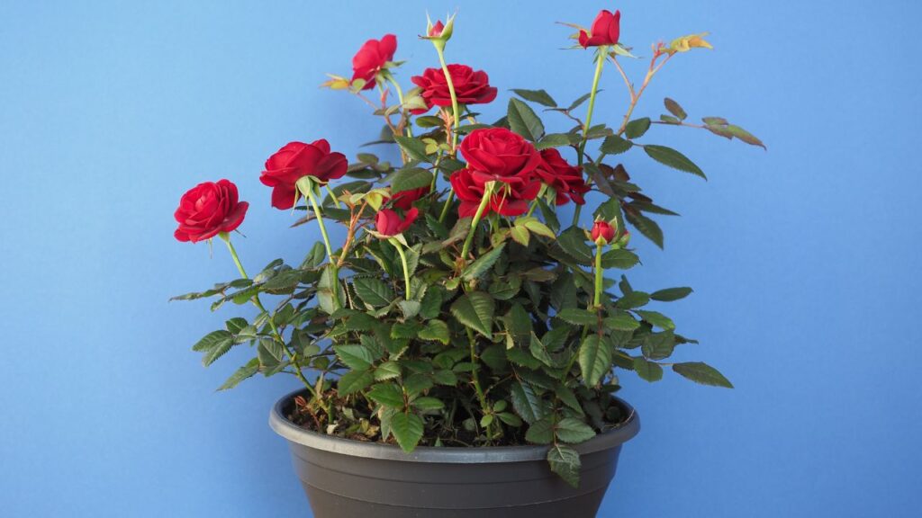 अगर तेज बारिश या हवा हो रही हो तो अपने गुलाब के पौधे को बाहर से घर के अंदर या किसी छायादार, हवादार जगह पर ले आएं. यहां पौधे को हल्की धूप और ताजी हवा मिले, लेकिन बारिश का पानी सीधे ना लगे. अगर तेज बारिश या हवा हो रही हो तो अपने गुलाब के पौधे को बाहर से घर के अंदर या किसी छायादार, हवादार जगह पर ले आएं. यहां पौधे को हल्की धूप और ताजी हवा मिले, लेकिन बारिश का पानी सीधे ना लगे.