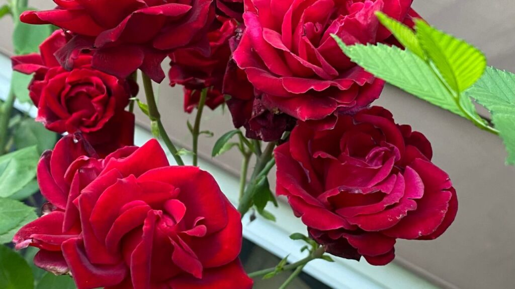 गमले को इस तरह मिट्टी से भरें कि वह ऊपर तक भरा हो और अतिरिक्त पानी गमले के नीचे न जमा हो. इससे पौधे की जड़ों को फंगस और सड़न से बचाया जा सकता है. मिट्टी का चयन भी सही होना चाहिए जो पानी को सोख सके. गमले को इस तरह मिट्टी से भरें कि वह ऊपर तक भरा हो और अतिरिक्त पानी गमले के नीचे न जमा हो. इससे पौधे की जड़ों को फंगस और सड़न से बचाया जा सकता है. मिट्टी का चयन भी सही होना चाहिए जो पानी को सोख सके.