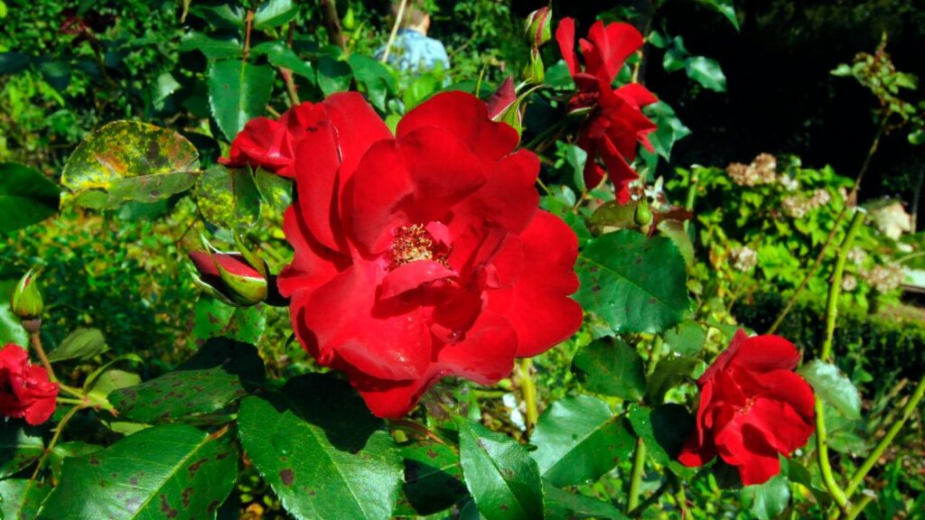 अगर पौधे की पत्तियों पर फफूंद या रोग के निशान दिखें तो उन पत्तियों को तुरंत काटकर पौधे से अलग कर दें. इससे बीमारी के फैलने का खतरा कम होता है और पौधा स्वस्थ रहता है. पौधे के आसपास साफ-सफाई का विशेष ध्यान रखें. अगर पौधे की पत्तियों पर फफूंद या रोग के निशान दिखें तो उन पत्तियों को तुरंत काटकर पौधे से अलग कर दें. इससे बीमारी के फैलने का खतरा कम होता है और पौधा स्वस्थ रहता है. पौधे के आसपास साफ-सफाई का विशेष ध्यान रखें.