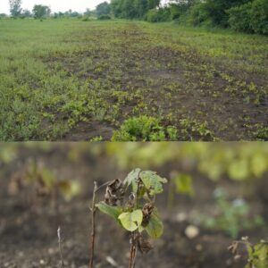 Crop Loss 