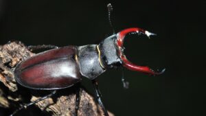 स्टेग बीटल दुनिया का सबसे महंगा कीड़ा, दुर्लभ कीट की कीमत चौंका देगी आपको