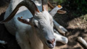 Saanen breed: कम खर्च में ज्यादा मुनाफा देती है ये बकरी, दूध और मांस दोनों में नंबर वन