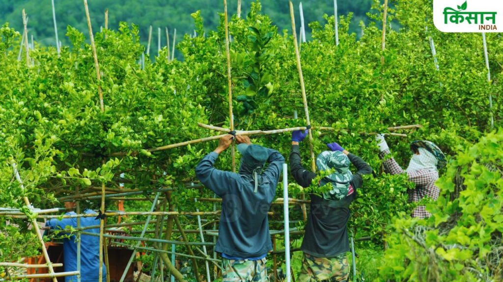 Farming Technique