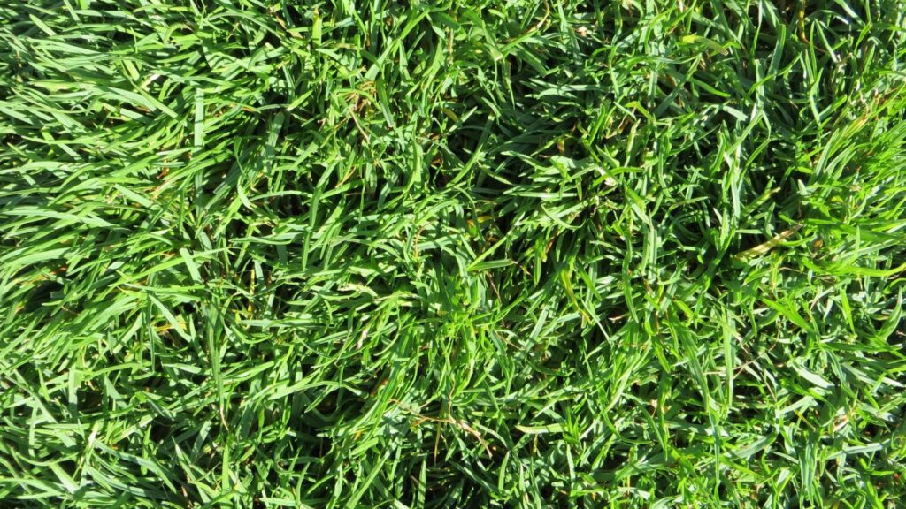 इसे घर में पूर्व या उत्तर दिशा में लगाना बेहद शुभ माना जाता है. ऐसा करने से न केवल आर्थिक स्थिति मजबूत होती है, बल्कि घर में सुख-शांति और खुशहाली बनी रहती है.