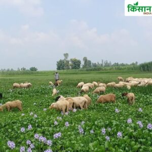 Sheep Farming