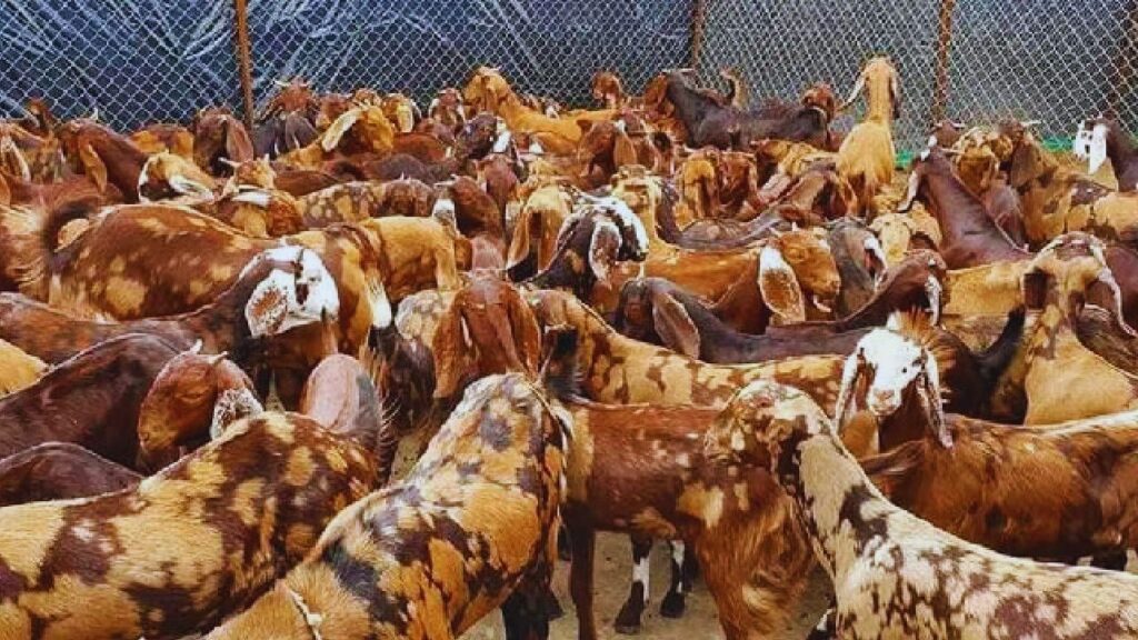 सिरोही नस्ल: राजस्थान में पाई जाने वाली यह नस्ल कठिन मौसम और कम साधनों में भी आसानी से जी लेती है. इसकी सहनशीलता और मजबूत शरीर के कारण इसे कम खर्च में पाला जा सकता है.