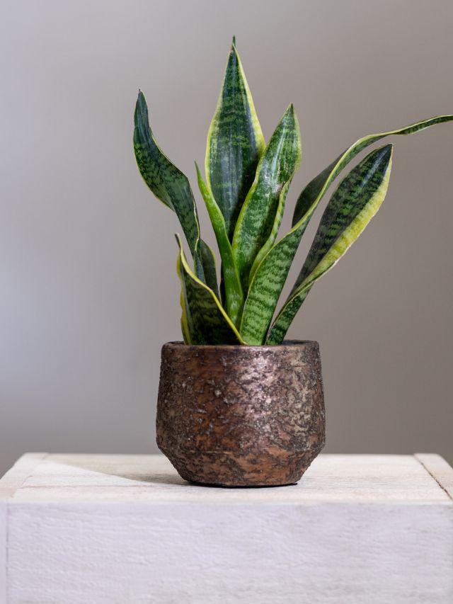 सालों हरा-भरा चाहिए स्नेक प्लांट? पहले बदलें उसकी जगह