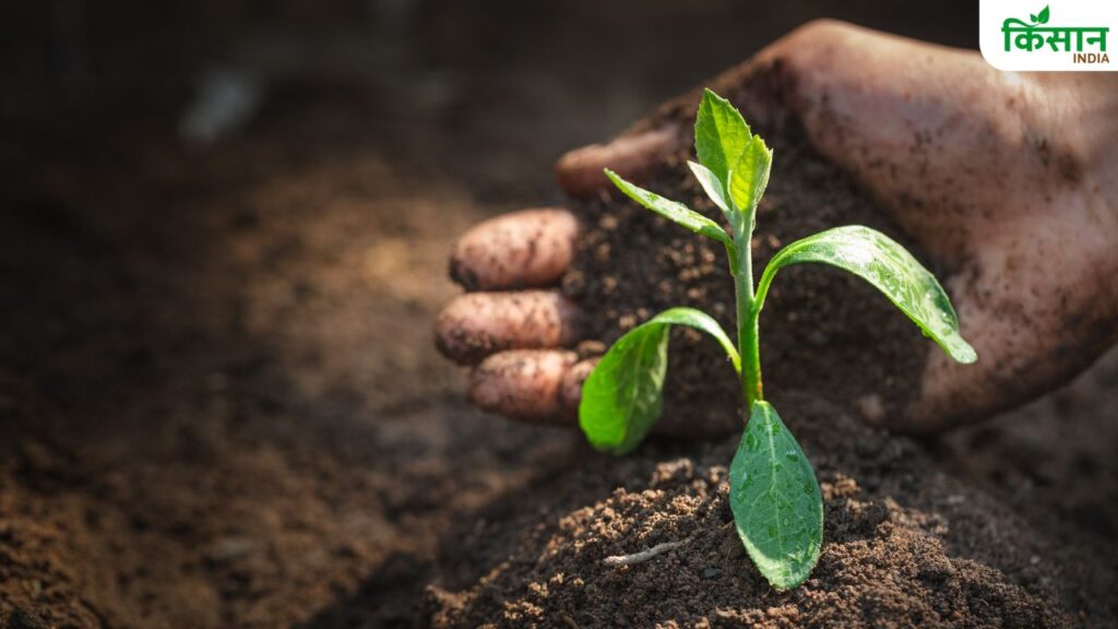 World Soil Day 2025: What Is the Best Soil for Flowering Plants? A Complete Guide to Healthy, Blooming Gardens