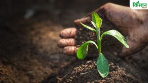 गेंदा, गुलाब से लेकर चमेली तक, जानिए कौन-से पौधे को चाहिए कैसी मिट्टी