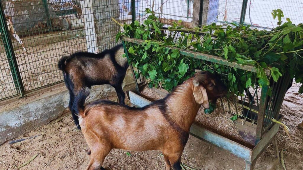 सोनपरी नस्ल: नाम की तरह यह नस्ल देखने में सुंदर और उत्पादन में बेहतरीन होती है. दूध देने की क्षमता के साथ-साथ इसका मांस भी अच्छी क्वालिटी का माना जाता है, इसलिए यह तेजी से लोकप्रिय हो रही है.