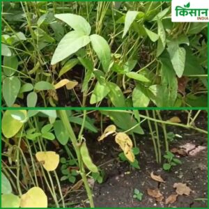 Soyabean Farming