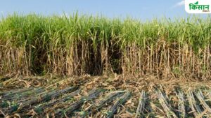 इस दिन से शुरू हो रही है गन्ने की पेराई, किसान गदगद.. इस बार बंपर कमाई की है उम्मीद