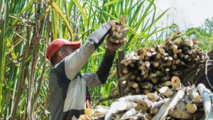 सिंगल बड सेट कटर मशीन को मिला 20 साल का पेटेंट, कम खर्च में गन्ना किसानों को होगा ज्यादा फायदा