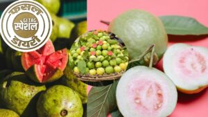 स्वाद में सुर्खा अमरूद से दो कदम आगे, विदेशों में भी भारी डिमांड.. खेती करते ही बदल जाएगी किस्मत स्वाद में सुर्खा अमरूद से दो कदम आगे, विदेशों में भी भारी डिमांड.. खेती करते ही बदल जाएगी किस्मत