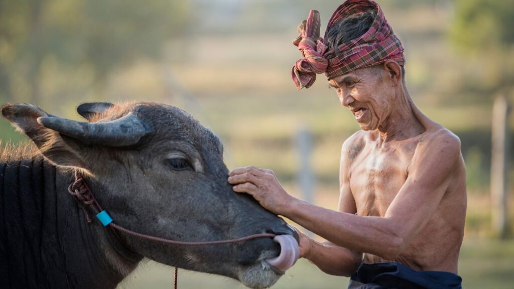 मीडियम साइज की सुरती भैंस को छोटे शेड या सीमित जगह में भी पाला जा सकता है. यह छोटे या सीमित भूमि वाले किसानों के लिए आदर्श विकल्प बनाती है.