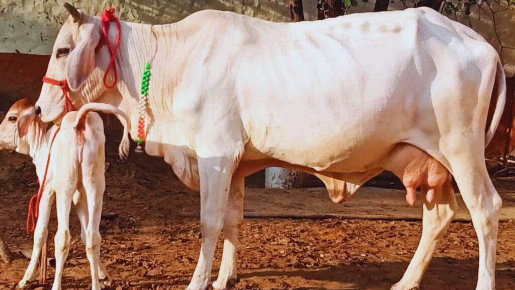 थारपारकर गाय: यह नस्ल गर्मी और सर्दी दोनों मौसम में आसानी से रह सकती है. थारपारकर गाय प्रतिदिन 10 से 15 लीटर दूध देती है, जिससे यह हर तरह के मौसम में पालन के लिए उपयुक्त है. थारपारकर गाय: यह नस्ल गर्मी और सर्दी दोनों मौसम में आसानी से रह सकती है. थारपारकर गाय प्रतिदिन 10 से 15 लीटर दूध देती है, जिससे यह हर तरह के मौसम में पालन के लिए उपयुक्त है.