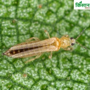 Pests on Crops