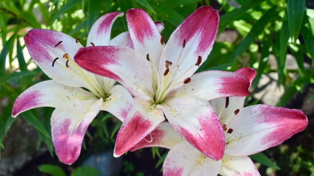 बसंत और गर्मियों की शुरुआत में पौधों को संतुलित लिक्विड उर्वरक दें ताकि उनकी ग्रोथ तेजी से हो. कीटों से बचाने के लिए नीम के तेल या ऑर्गेनिक स्प्रे का इस्तेमाल किया जा सकता है. बसंत और गर्मियों की शुरुआत में पौधों को संतुलित लिक्विड उर्वरक दें ताकि उनकी ग्रोथ तेजी से हो. कीटों से बचाने के लिए नीम के तेल या ऑर्गेनिक स्प्रे का इस्तेमाल किया जा सकता है.