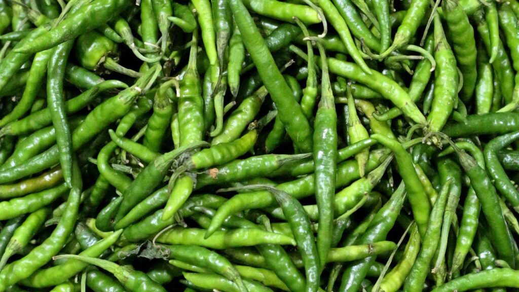 लगभग 30–40 दिनों में पौधे पर छोटे सफेद फूल खिलेंगे और धीरे-धीरे उन पर मिर्च लगना शुरू हो जाएगी. करीब 2 महीने बाद आप ताजी हरी मिर्च तोड़ सकते हैं.
