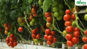 ये हैं कम समय में तैयार होने वालीं टमाटर की उन्नत किस्में, सितंबर में करें बुवाई और फिर देखें कमाल