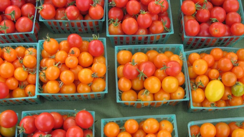 Tomato price fall