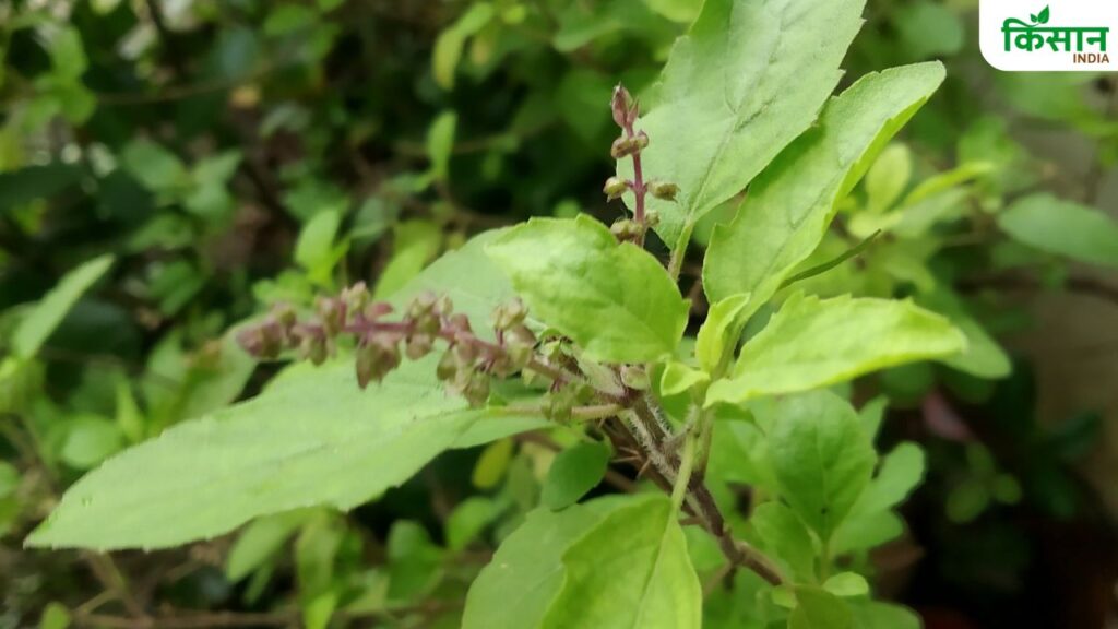 Revive Your Dried Tulsi Plant: Easy Home Remedy to Make It Lush, Green, and Dense Like a Banyan Tree