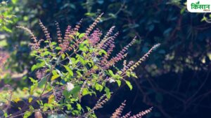 अब कभी नहीं सूखेगा तुलसी का पौधा, छाई रहेगी हरियाली.. बस गमले के साथ करें ये काम