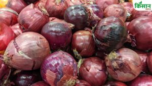 मॉनसून बना किसानों के लिए काल! भारी बारिश से सड़ गया 50 फीसदी प्याज..मंडी में रेट गिरने से भी आर्थिक नुकसान