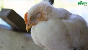 बर्ड फ्लू से बचाने के लिए कंट्रोल रूम बना रही सरकार, हजारों मुर्गियों में फैला संक्रमण