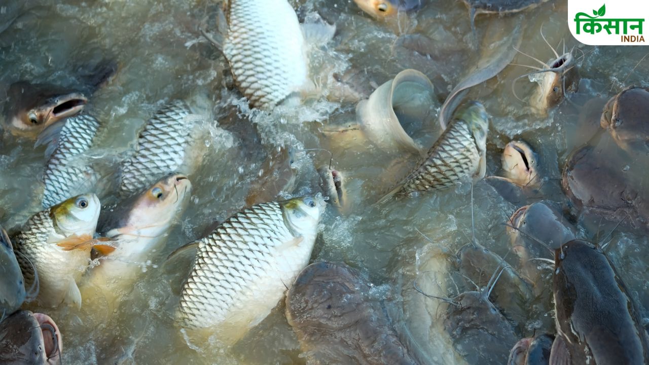 खेत में तालाब बनाकर करें मछली पालन, कम मेहनत में होगी अच्छी कमाई