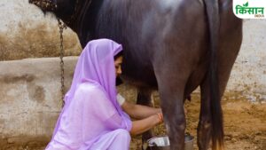 5500 लीटर दूध देने वाली मशहूर भैंस से दूर हो जाएगी गरीबी, हर महीने अकाउंट में आएंगे 36 हजार