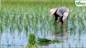 बाढ़ के बाद धान के खेत में 250 लीटर पानी में 2 किलो NPK डालें, बंपर उपज होगी