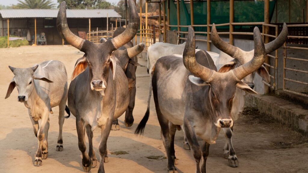 कांकरेज गाय: किसानों की पसंदीदा नस्लों में से एक, कांकरेज गाय मजबूत कद-काठी और सहनशक्ति के लिए मशहूर है. यह रोजाना 6 से 10 लीटर तक दूध देती है. कांकरेज गाय: किसानों की पसंदीदा नस्लों में से एक, कांकरेज गाय मजबूत कद-काठी और सहनशक्ति के लिए मशहूर है. यह रोजाना 6 से 10 लीटर तक दूध देती है.