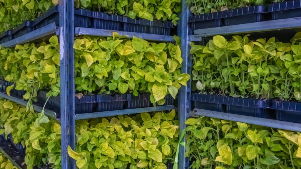 ऐसा माना जाता है कि, सबसे पहले इजरायल ने इस खेती को अपनाया. वहां की 60% जमीन रेगिस्तान है और खेती योग्य जमीन बेहद सीमित है. इस कारण वहां के किसानों ने घरों की दीवारों पर खेती शुरू की और आज यह काफी सफल है. ऐसा माना जाता है कि, सबसे पहले इजरायल ने इस खेती को अपनाया. वहां की 60% जमीन रेगिस्तान है और खेती योग्य जमीन बेहद सीमित है. इस कारण वहां के किसानों ने घरों की दीवारों पर खेती शुरू की और आज यह काफी सफल है.