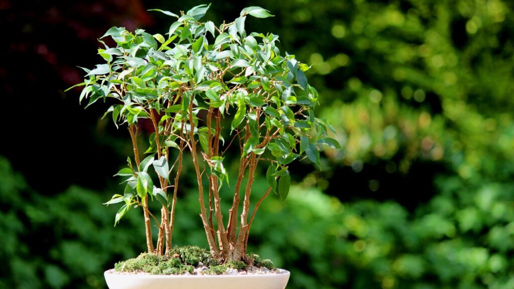 Weeping Fig (वीपिंग फिग): यह पौधा बेहद अनुकूलनीय होता है. इसकी लहराती शाखाएं और मजबूत तना इसे एक परफेक्ट बोनसाई बनाते हैं. यह कम ध्यान में भी अपनी सुंदरता बनाए रखता है. Weeping Fig (वीपिंग फिग): यह पौधा बेहद अनुकूलनीय होता है. इसकी लहराती शाखाएं और मजबूत तना इसे एक परफेक्ट बोनसाई बनाते हैं. यह कम ध्यान में भी अपनी सुंदरता बनाए रखता है.