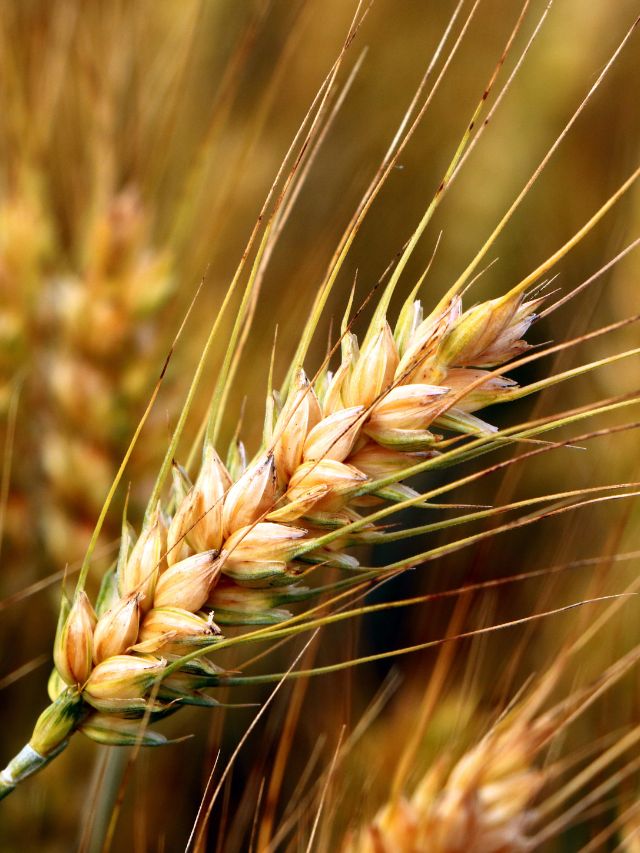 DBW, PBW या HD? जानें गेहूं की किस्मों के नाम के पीछे छिपा राज!