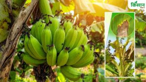 कृषि विभाग ने जारी की एडवाइजरी, ‘पीला सीगाटोका’ से बचाने के लिए अपनाएं ये देसी उपाय