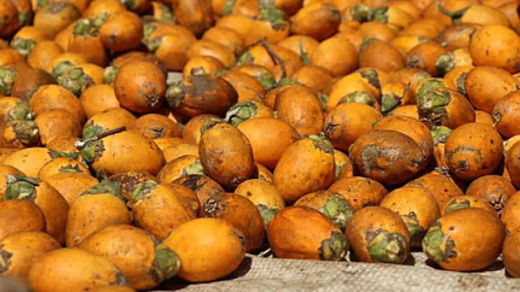 Karnataka Arecanut Farmers Face 50% Crop Loss Due to Fruit Rot Disease, Demand Compensation