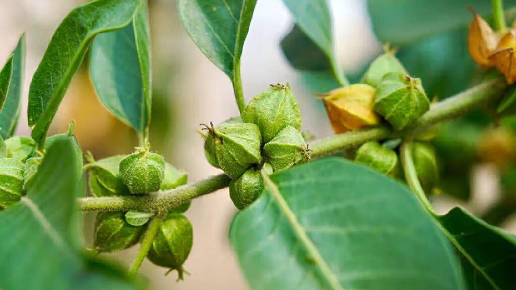 Low Water, Low Cost, High Profit: How Ashwagandha Farming Can Earn Farmers Lakhs